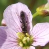 tengere_korsetzweefvlieg_op_pinksterbloem_zouweboezemgebied_24042008