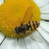 terrasjeskommazweefvlieg_man_op_margriet_brouwersfdam_18052008