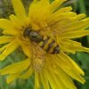 terrasjeskommazweefvlieg_man_zouweboezemgebied_06092007