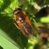 tweekleurig_gitje_man_zouweboezemgebied_30032009