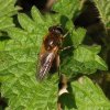 wilgengitje_vrouw_lingebos_02042009