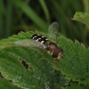 witte_halvemaanzweefvlieg_man_sleeuwijk_15062009