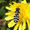 witte_halvemaanzweefvlieg_vrouw_akkermelkdistel_serooskerke_13072008