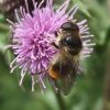 wollig_gitje_man_op_kruldistel_zouweboezemgebied_21062008