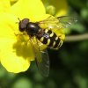 zuidelijke_halvemaanzweefvlieg_man_op_koolzaad_alblasserbos_26042008