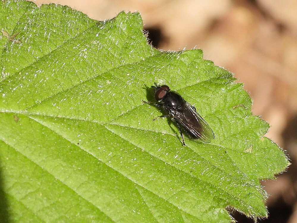 donkerhaarplatbekbuitenfortbotanischetuinenutrecht14042024