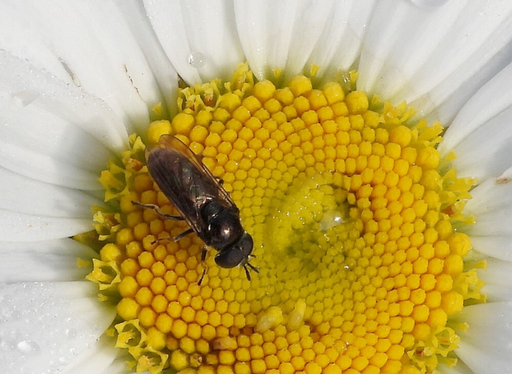 glimmendeplatbekmanopmargrietbotanischetuinenutrecht15052024 2
