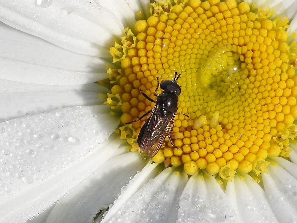 glimmendeplatbekmanopmargrietbotanischetuinenutrecht15052024