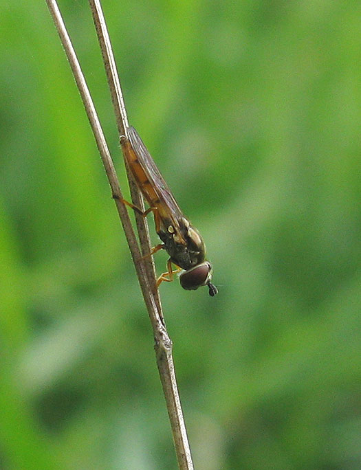 geelplatvoetjevrouwviaansebos18082011