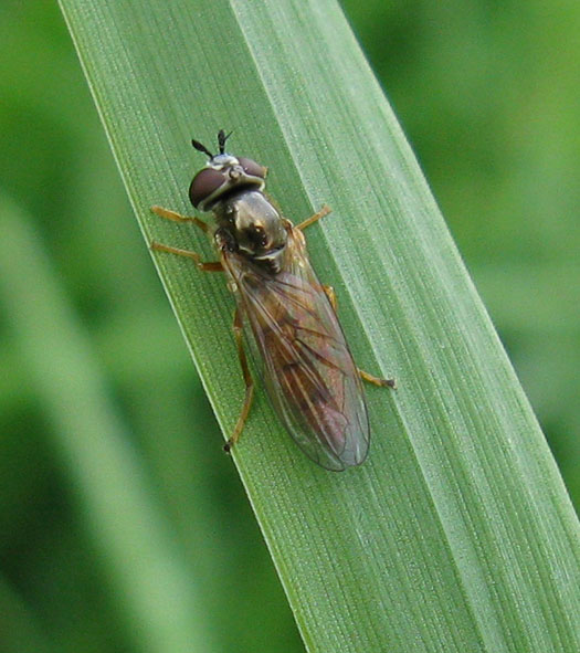 geelplatvoetjevrouwviaansebos18082011