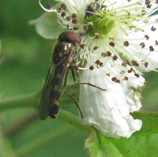 gewoonschaduwplatvoetjemanopdauwbraamnatuurtuinvarsseveldleerdam04092008 1