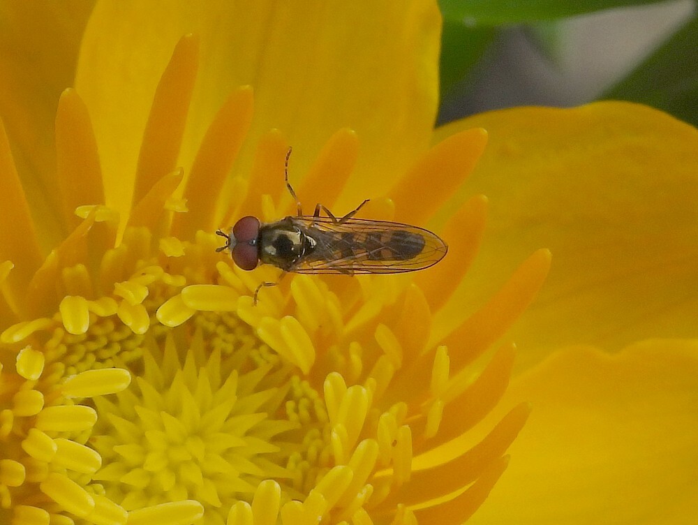 gewoonschaduwplatvoetjeontdektuinbotanischetuinenutrecht21072024