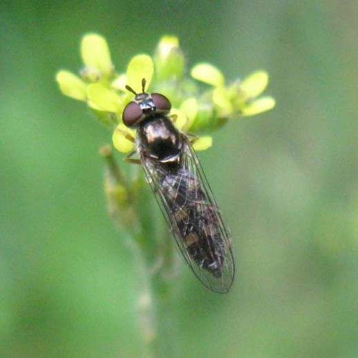 gewoonschaduwplatvoetjevrouwopgewoneraketnatuurtuinvarsseveldleerdam04092008 2