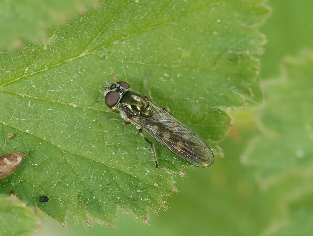 gewoonschaduwplatvoetjevrouwzouweboezemgebied27042026