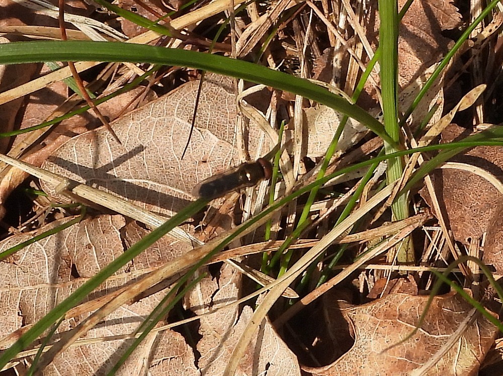 micaplatvoetjemandrunenseduinen09042023 1