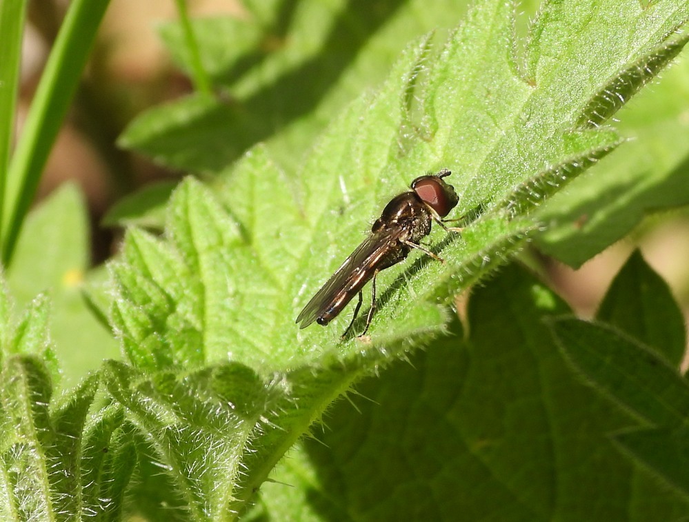 micaplatvoetjemanviaansebos11042023 1
