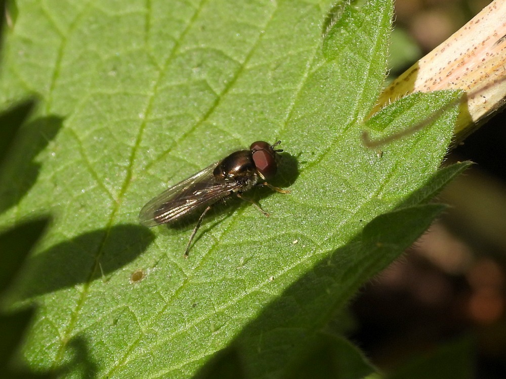 micaplatvoetjemanviaansebos11042023 2