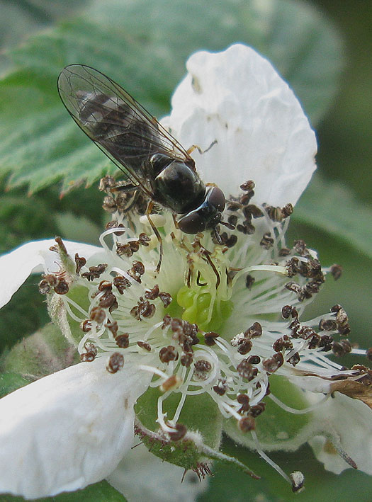 micaplatvoetjevrouwopbraamzouweboezemgebied17102011