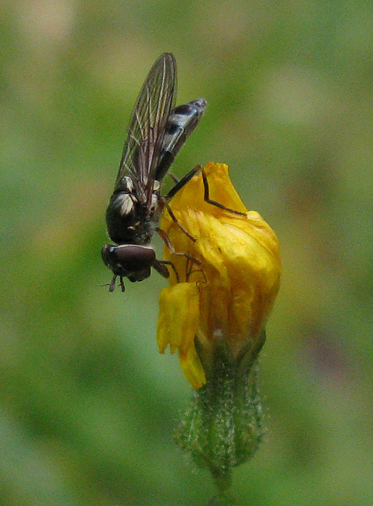 micaplatvoetjevrouwopkleinstreepzaadausterlitz19092011