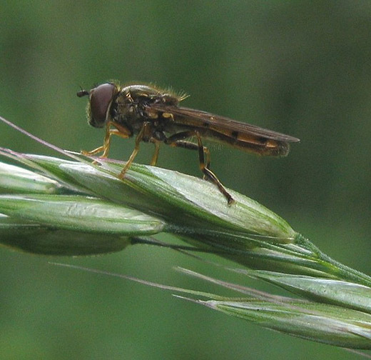 moerasplatvoetjemanzouweboezemgebied22052009