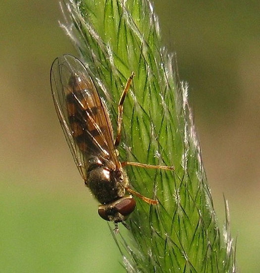moerasplatvoetjevrouwzouweboezemgebied22042009