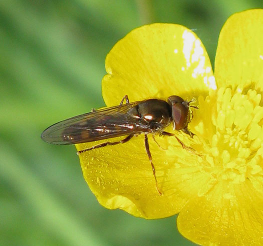 veenplatvoetjemanopkruipendeboterbloemweerribben12052012 1