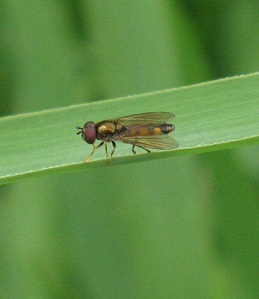 veenplatvoetjemanzouweboezemgebied19072011 2