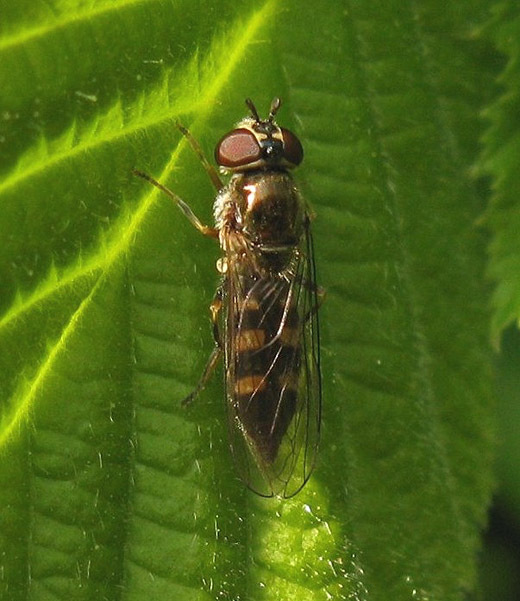 veenplatvoetjevrouwschoonrewoerd23042009