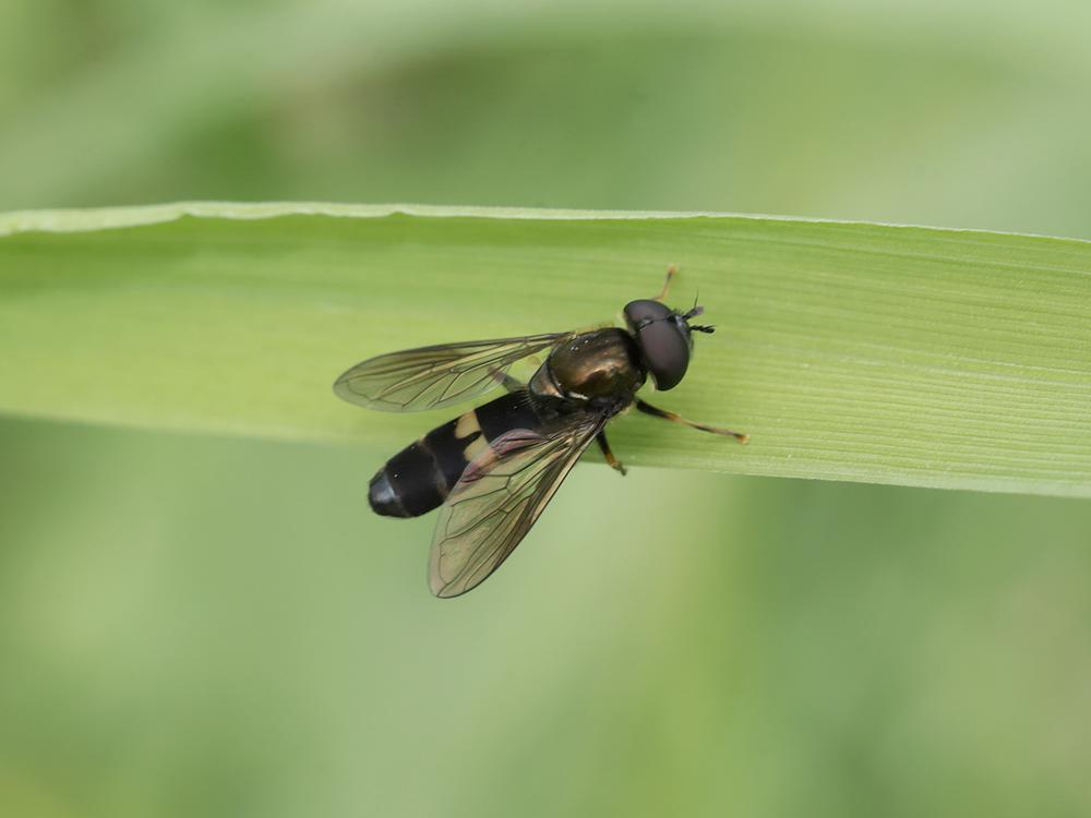 vlinderstrikjemanzouweboezemgebied27042026