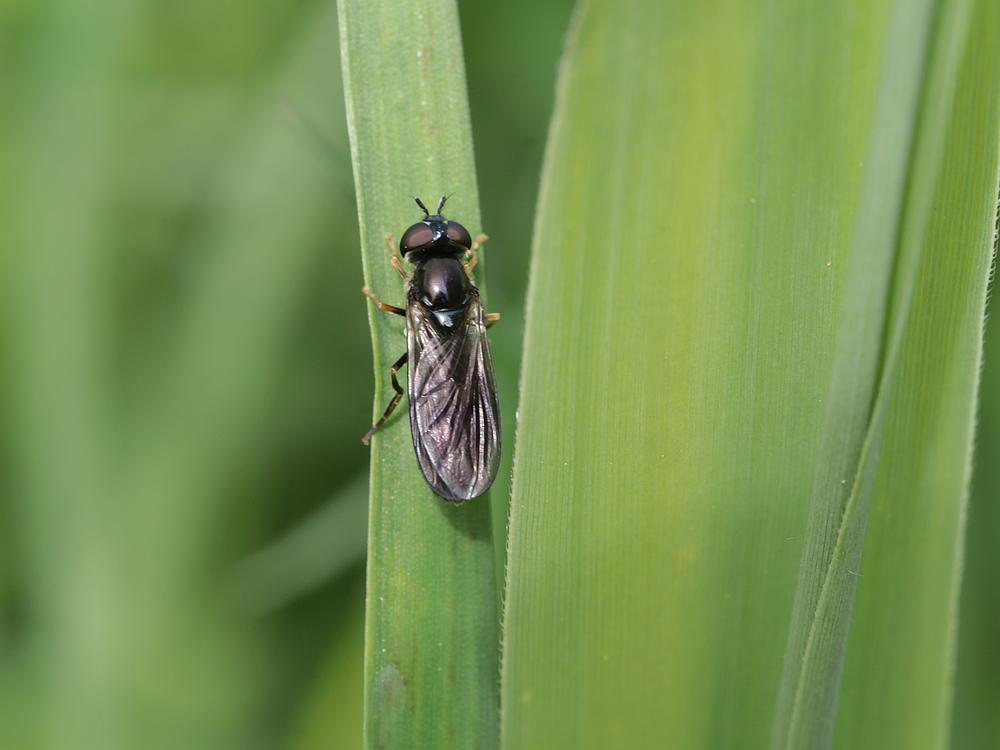 vlinderstrikjevrouwzouweboezemgebied27042026