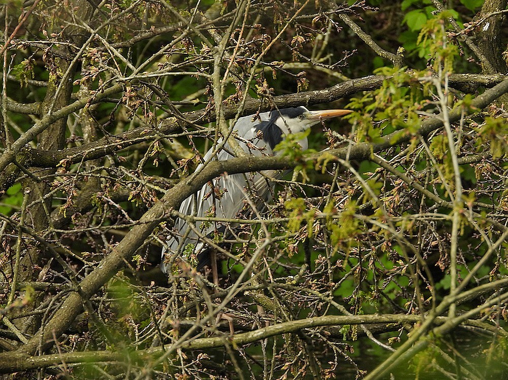 blauwereigerfortgrachtbotanischetuinenutrecht14042024