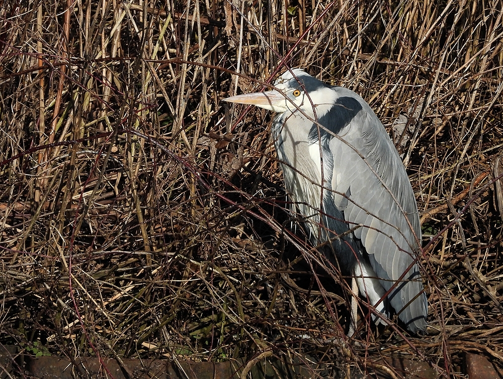 blauwereigerzonnendlekuiterwaardvijfheerenlanden18022025
