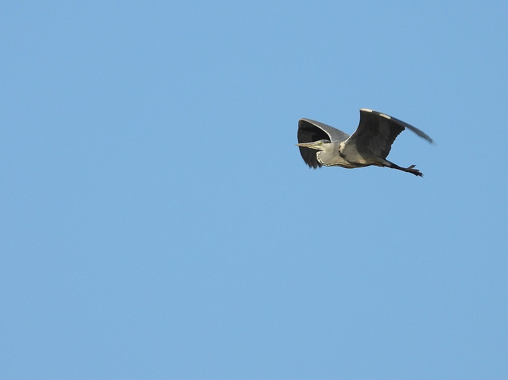 blauwereigerzouweboezem08052025 1