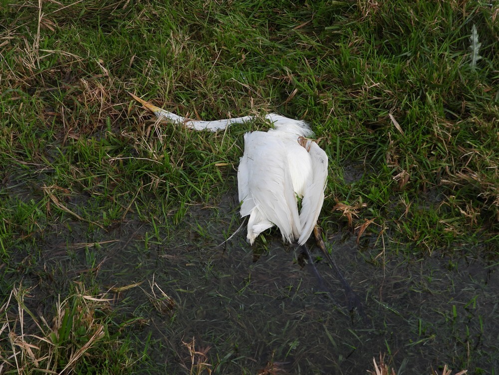 grotezilverreigervogelgriepzouweboezemgebied31102025