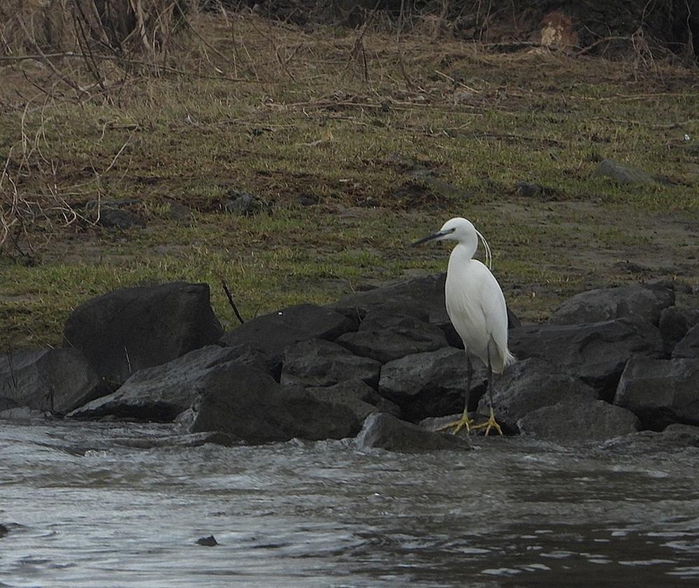 kleinezilverreigerveerpontdussen23022021