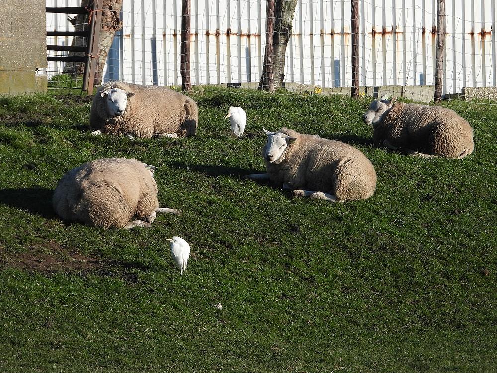 koereigersenschapenstompwijk28022022