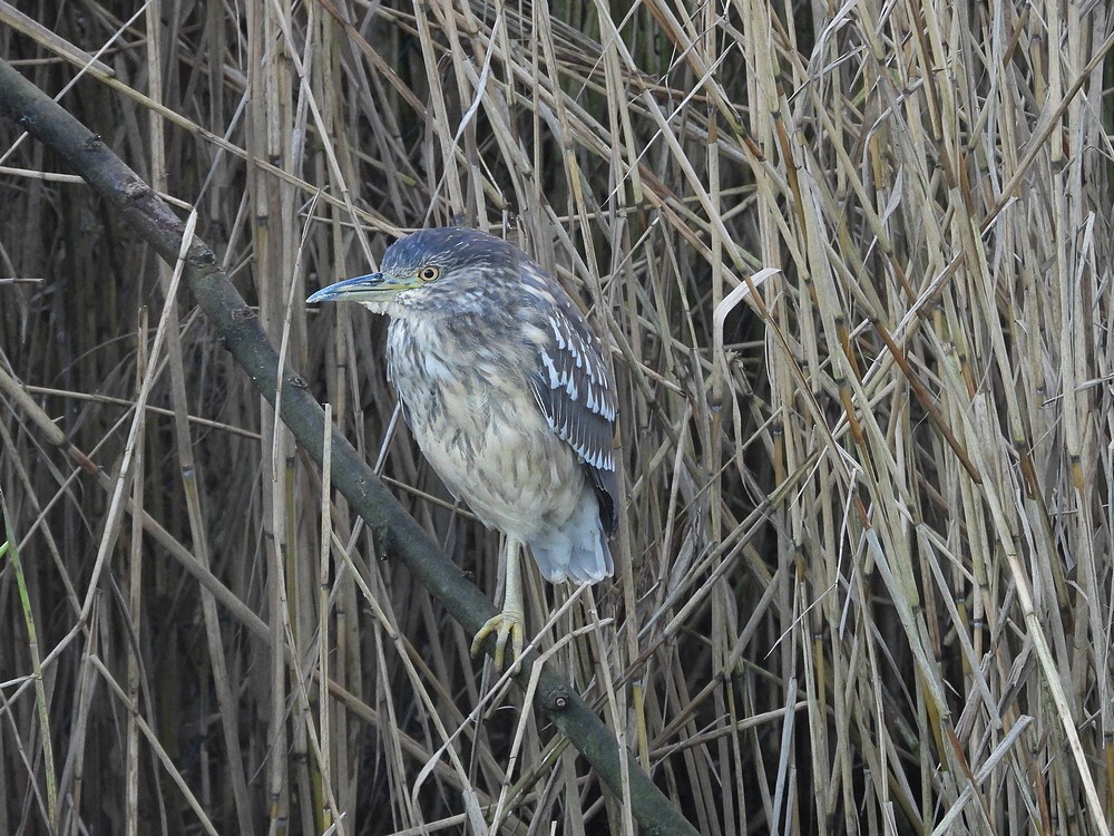 kwak2ekjlingerhenoy03012025