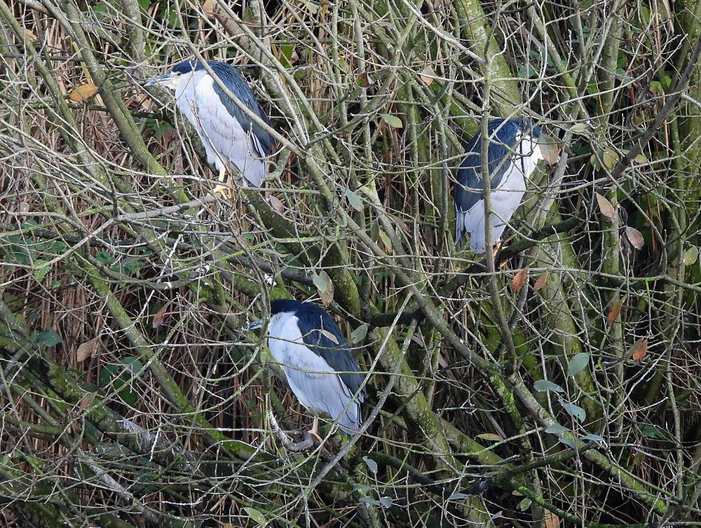 kwakkenadultenlingerhenoy24112025