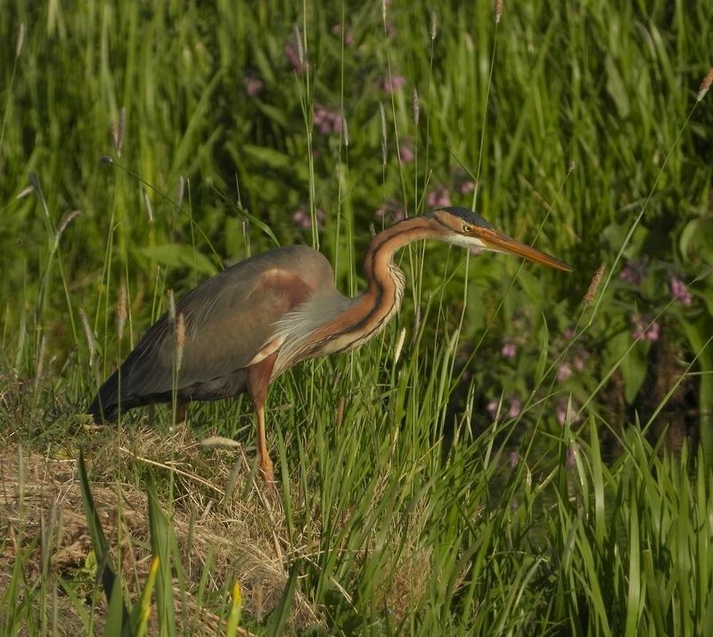 purperreigeralblasserwaard170520202