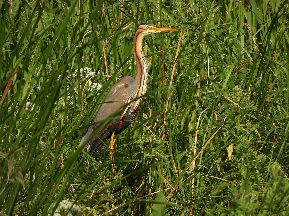 purperreigerzouweboezemgebied11062025