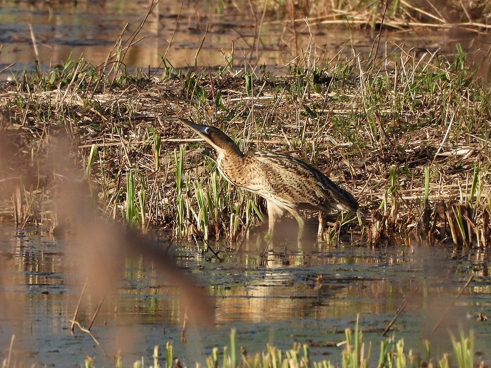 roerdompzouweboezem05042025 3