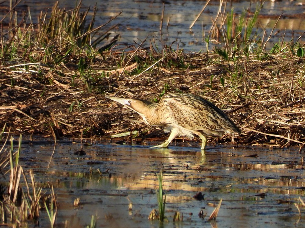 roerdompzouweboezem05042025 5