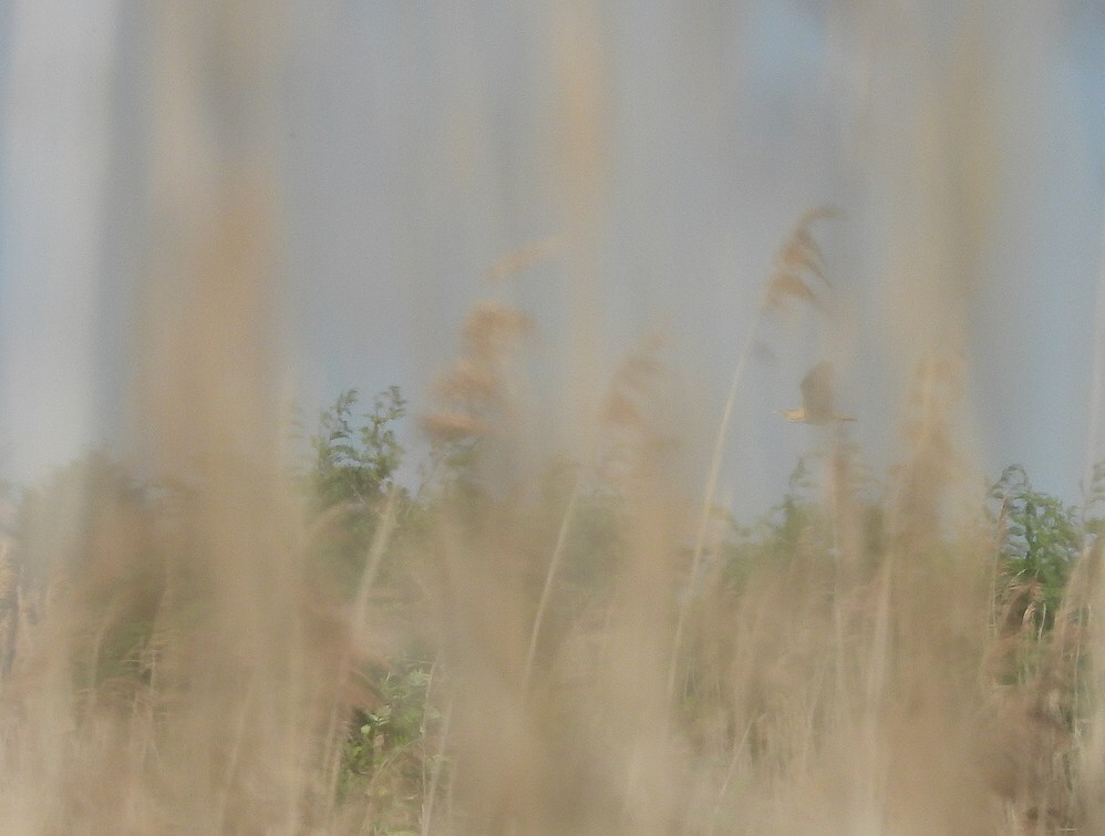 roerdompzouweboezem22042025 1