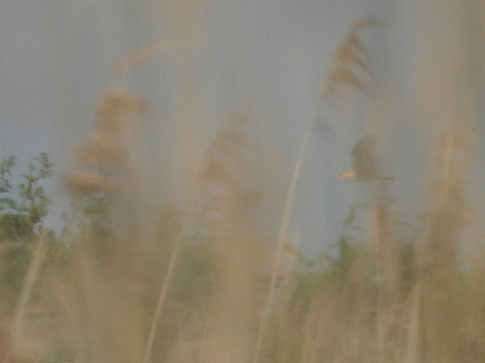 roerdompzouweboezem22042025 2