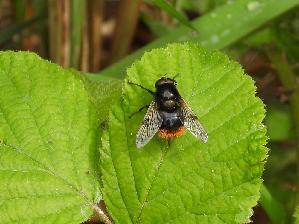 hommelreusmanbuitenfortbotanischetuinenutrecht04052024