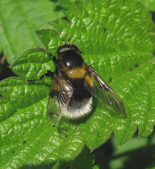 hommelreusmanlingebos14052012
