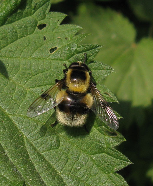 hommelreushuibert25052020