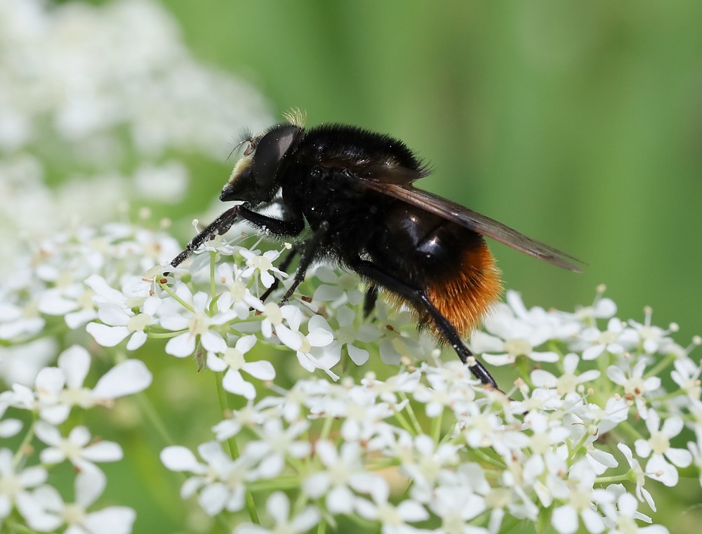 hommelreusmanvarbombylansopfluitenkruidviaansebos18052023