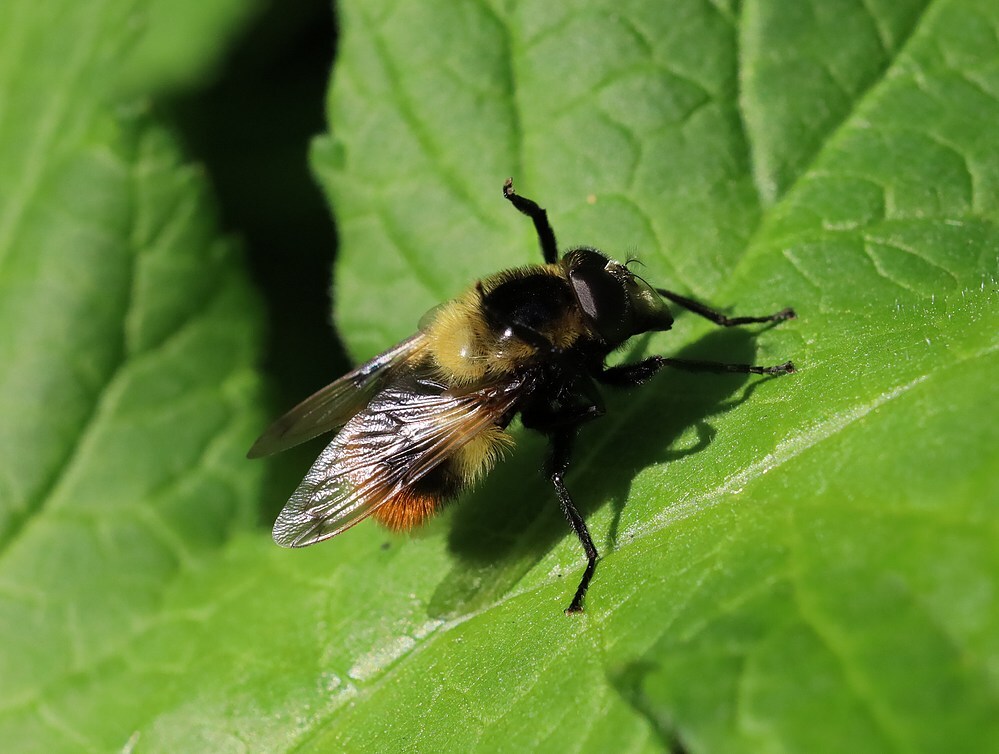 hommelreusvarhaemorrhoidalisviaansebos24052023 2