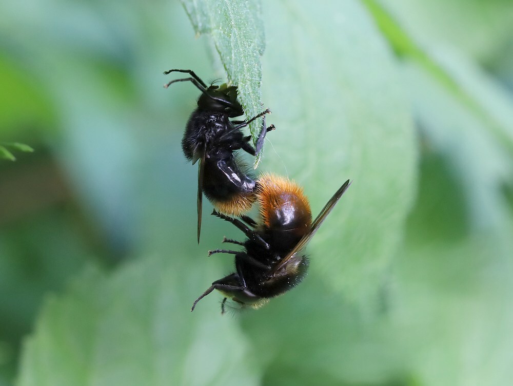 hommelreusparingvarbombylansviaansebos24052023